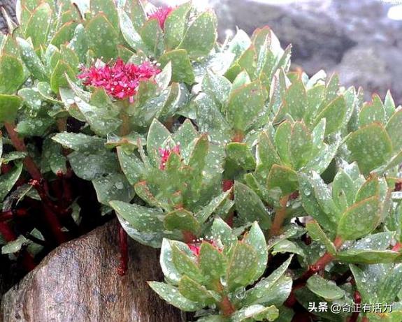 送你一朵大红花,给你一朵大红花音乐