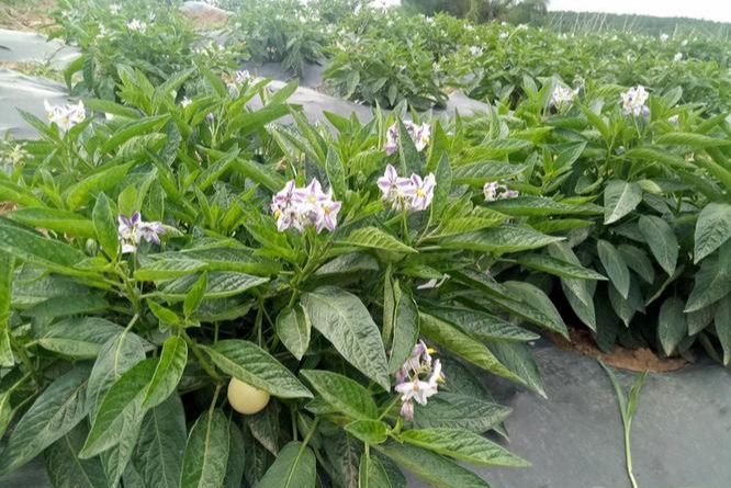 人参果的果实是什么样子的,人参果为什么是菌类植物的果实