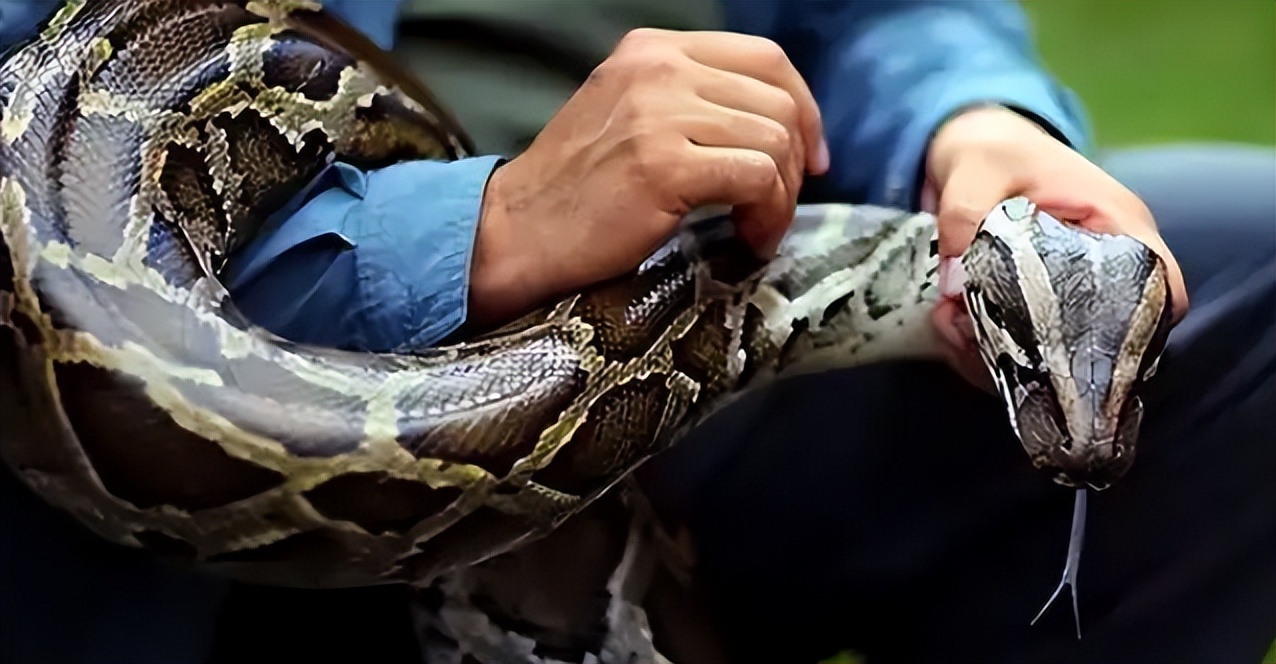 海南报恩巨蟒现况,巨蟒为报恩守护十几年