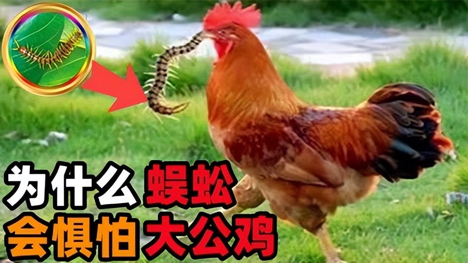 蜈蚣为何是五毒之首公鸡为何不怕,五毒之首的蜈蚣为什么毒不死公鸡