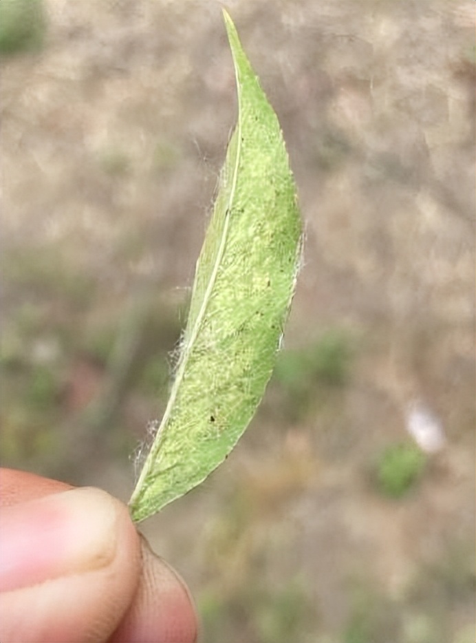 12月份园林绿化养护工作重点,元月份园林养护重点工作