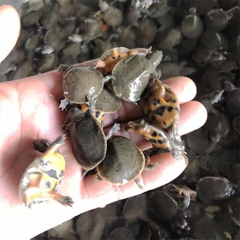 美国不明物种入侵了吗,美国物种入侵中国