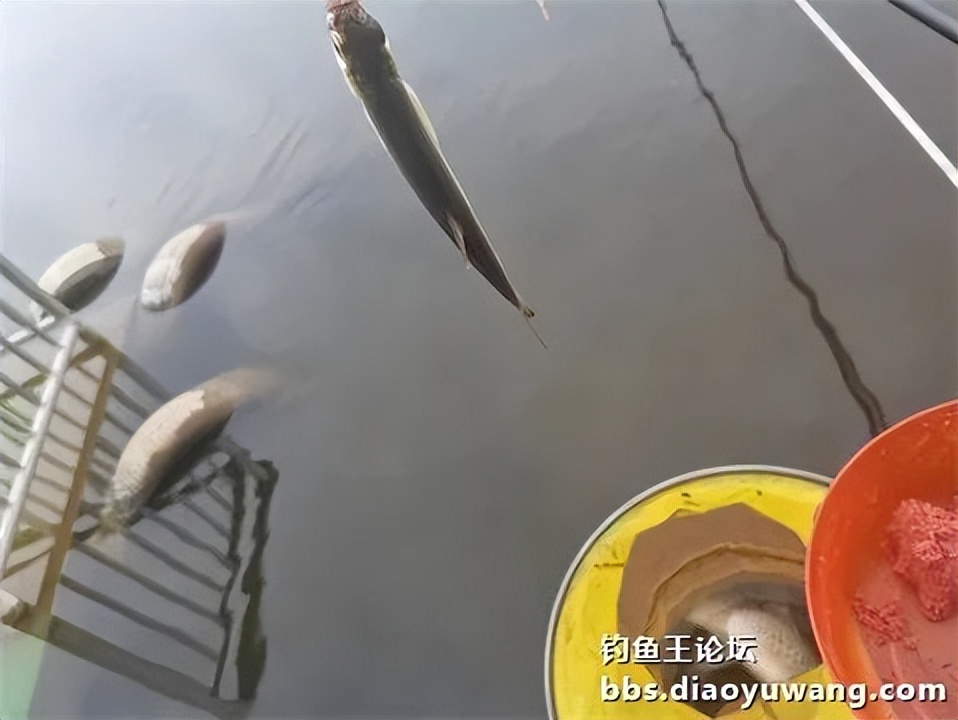 钓鱼王王者风范，拿捏多鱼种轻松