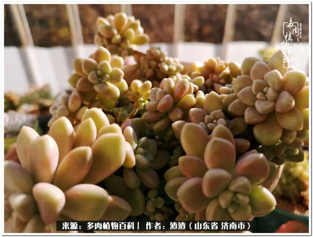 一个并不优秀的90后,何以解忧唯有多肉下一句