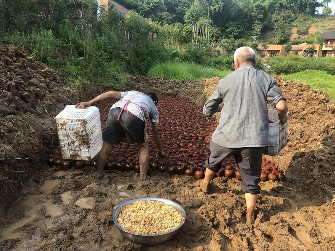 「泸州」合江县九支镇:“苗家种酒”走出致富路