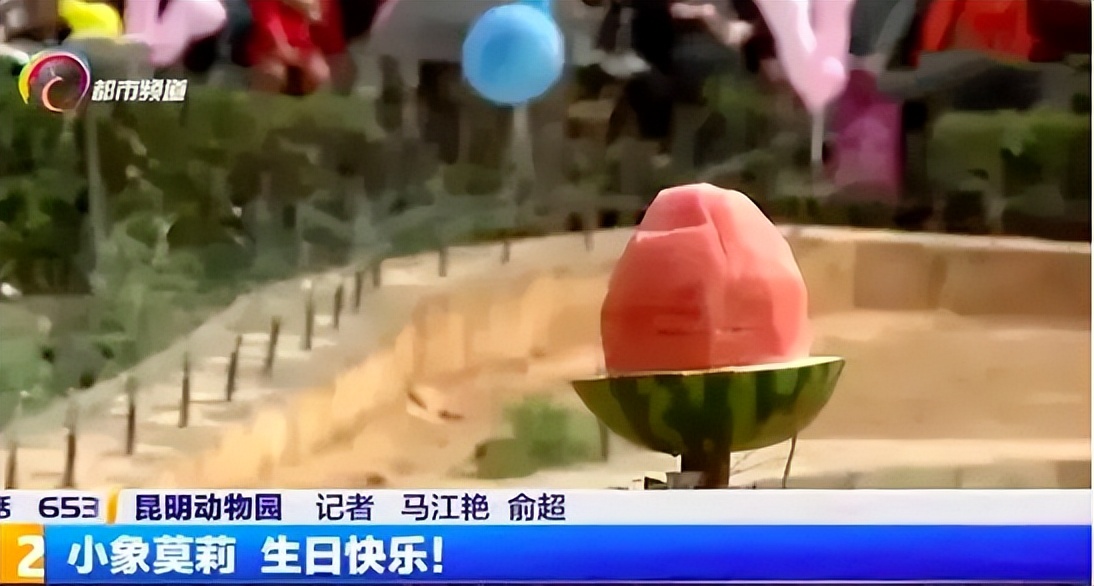 6岁公主活成“脚链囚徒”,背后的动物表演让人心疼