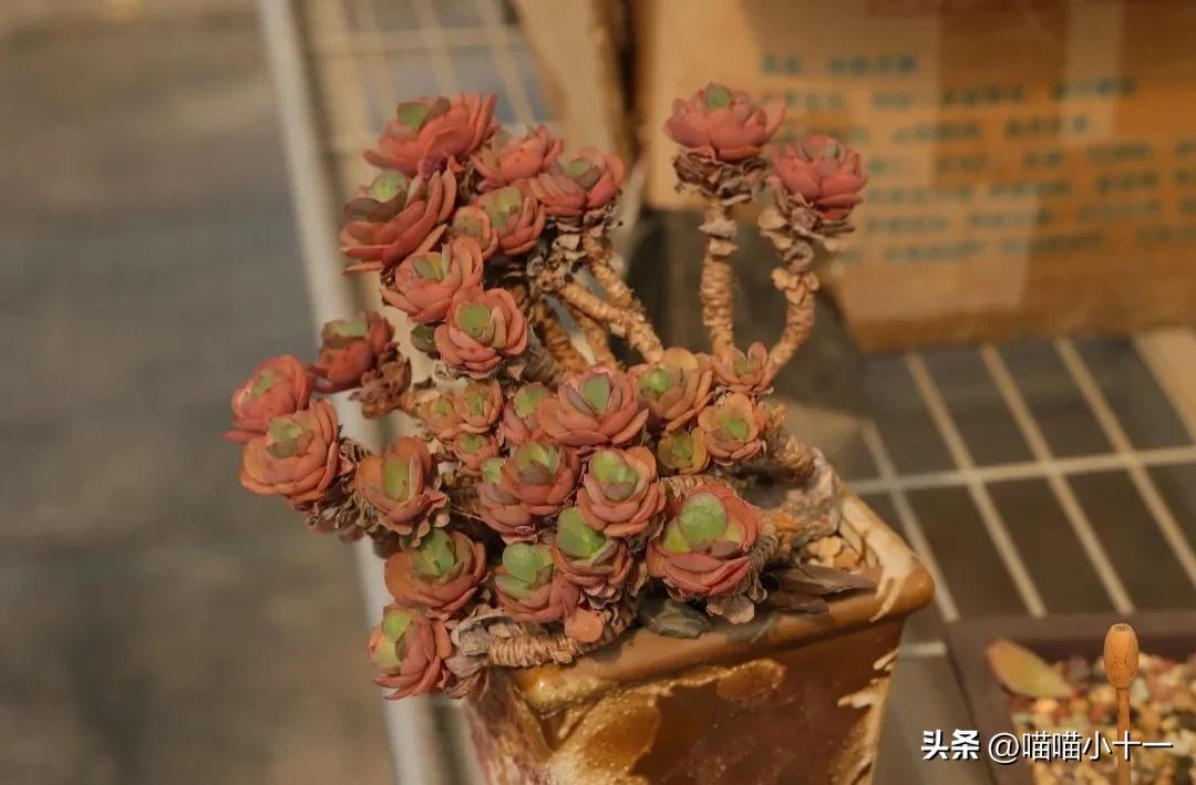 这10种多肉号称多肉界的奇葩,多肉最传统的100个种类