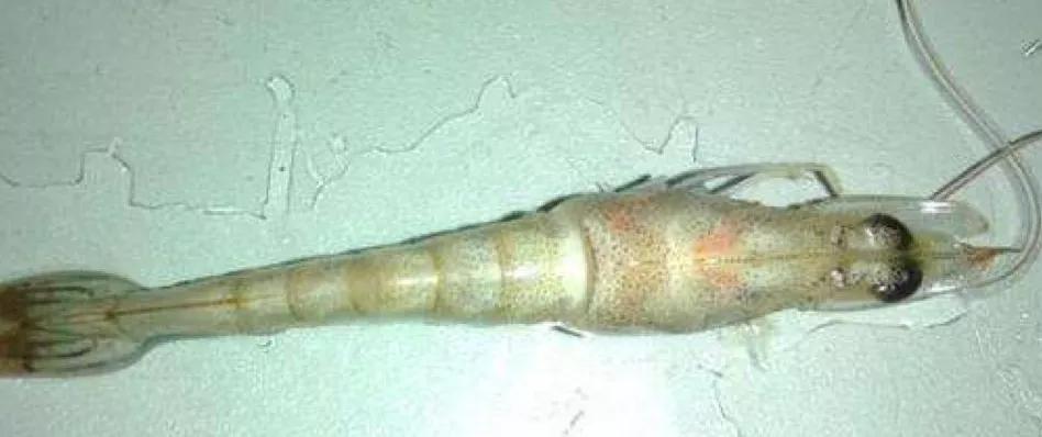 一分钟带你了解对虾肝肠孢虫,对虾肝肠孢虫苗期能看出来吗