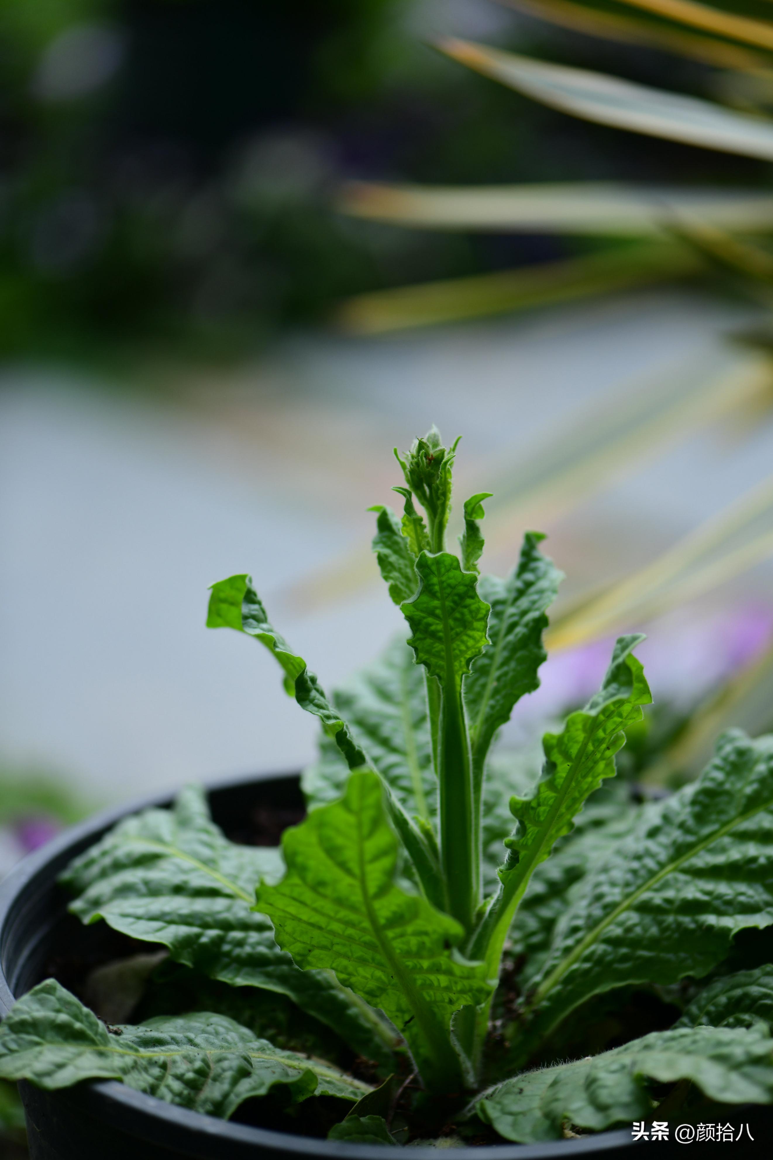 冬天开花的室外花卉盆栽,温室盆栽观花花卉植物