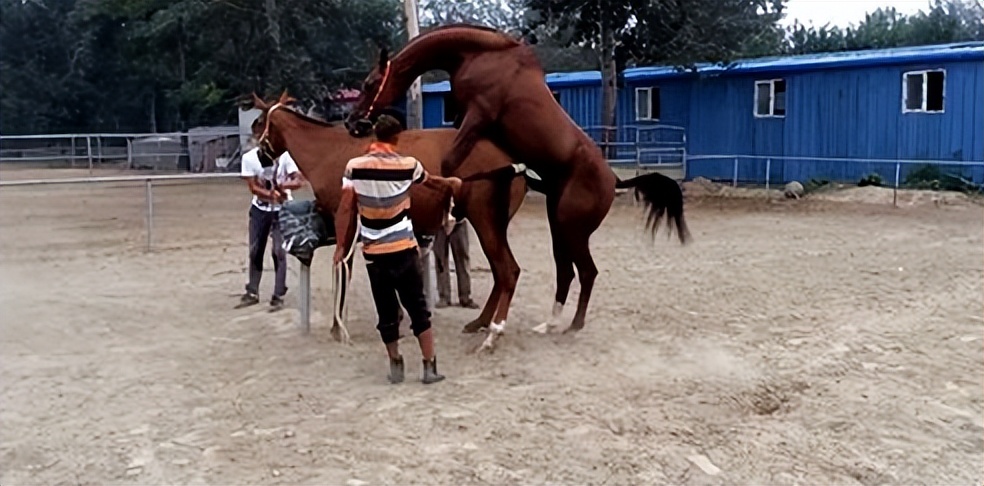 读一词忆一事杂议“牝马之贞”