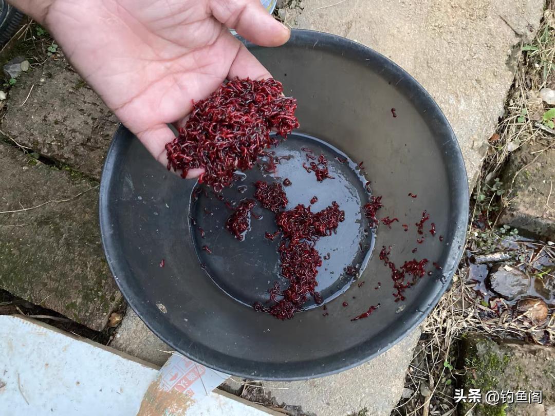 鲫鱼不吃饵料只吃蚯蚓,野生鲫鱼不吃饵