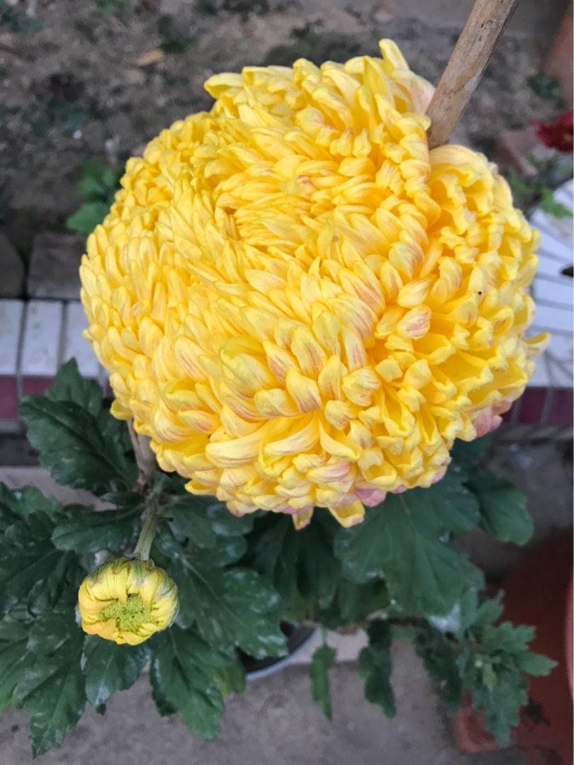 古人为何偏爱花中四君子,古代文人雅士都各喜欢什么花