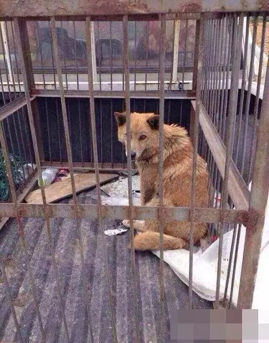 辟谣公园里小象遭针扎,景区回应骆驼遭棒打求饶