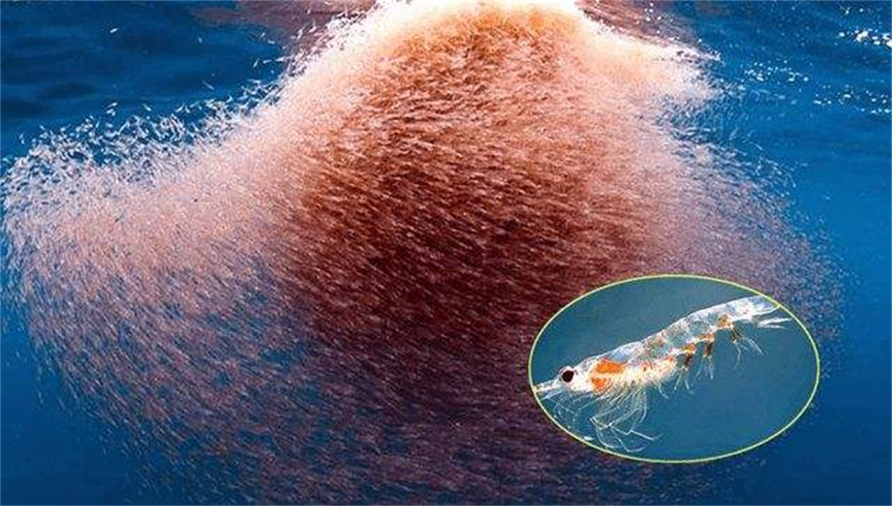 南极十亿吨磷虾资源争夺战,南极和中国比拼