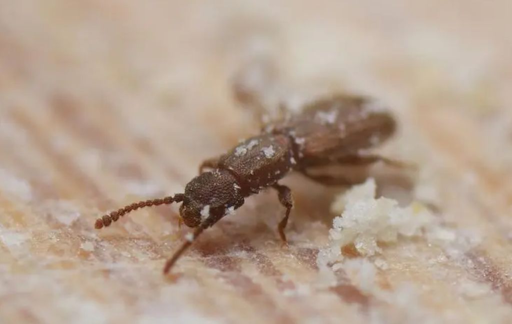 房间里有谷盗怎么消灭,如何消灭家里的谷蠹