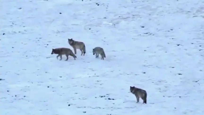 成都画家在草原写生收养狼的故事,成都女青年画家意外收养一只幼狼