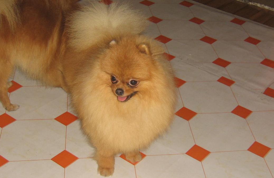 博美拉稀有虫子是怎么回事,博美拉稀带血怎么办