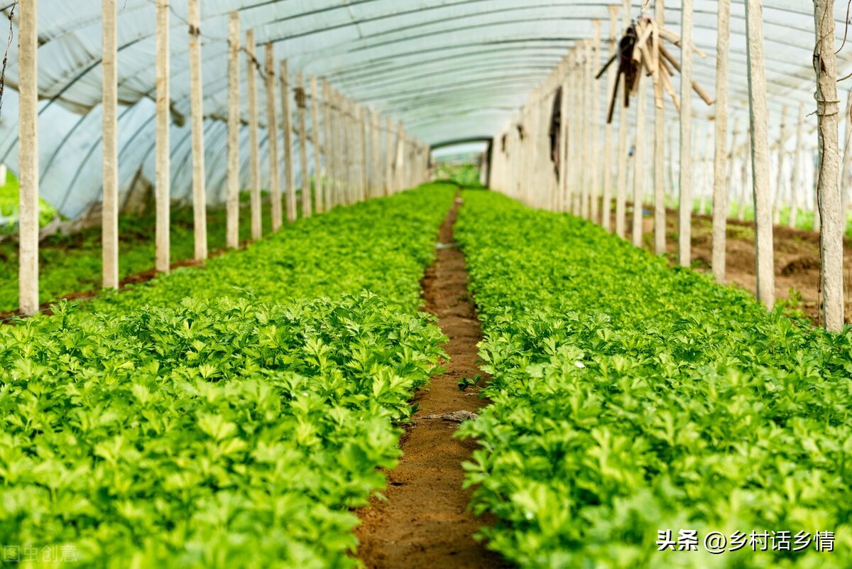 秋天种香菜撒上面不盖土会发芽吗,秋天种植的香菜怎么吃