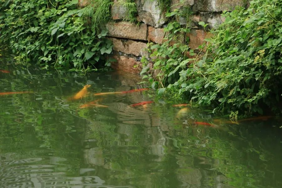 苏州园林的新景点有哪些地方,苏州园林文化遗产公园