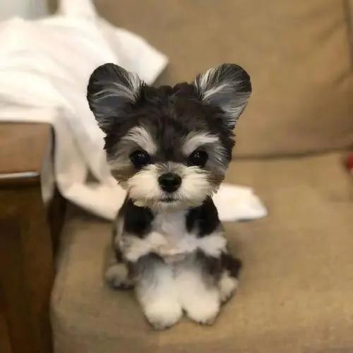 雪纳瑞怎么判断发情期,怎么判定雪纳瑞发情