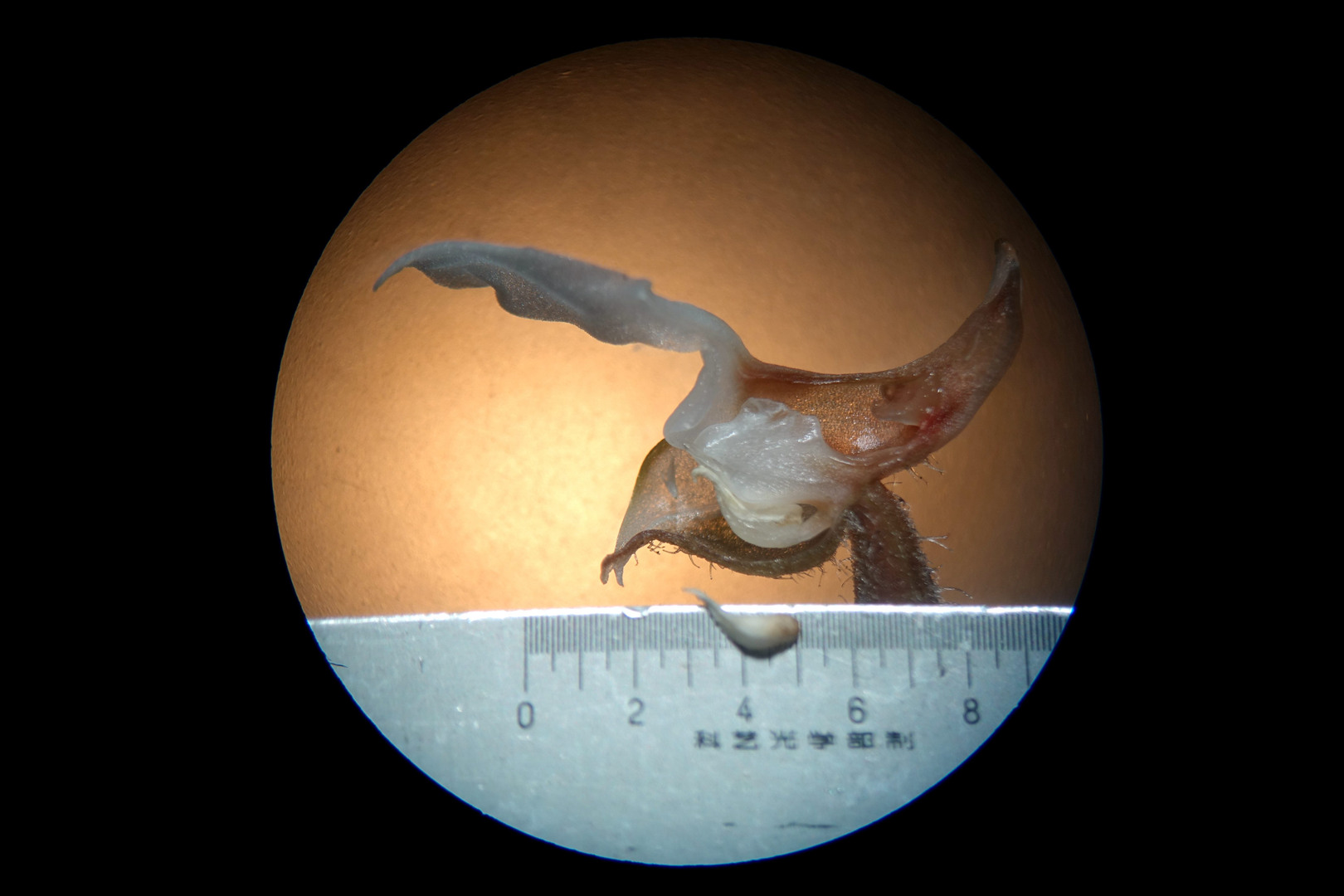 海曙龙观乡深山中首次发现珍稀兰科植物——浙江金线兰