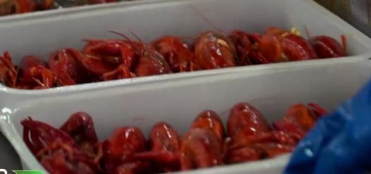 小伙养龙虾,小伙养十只大龙虾