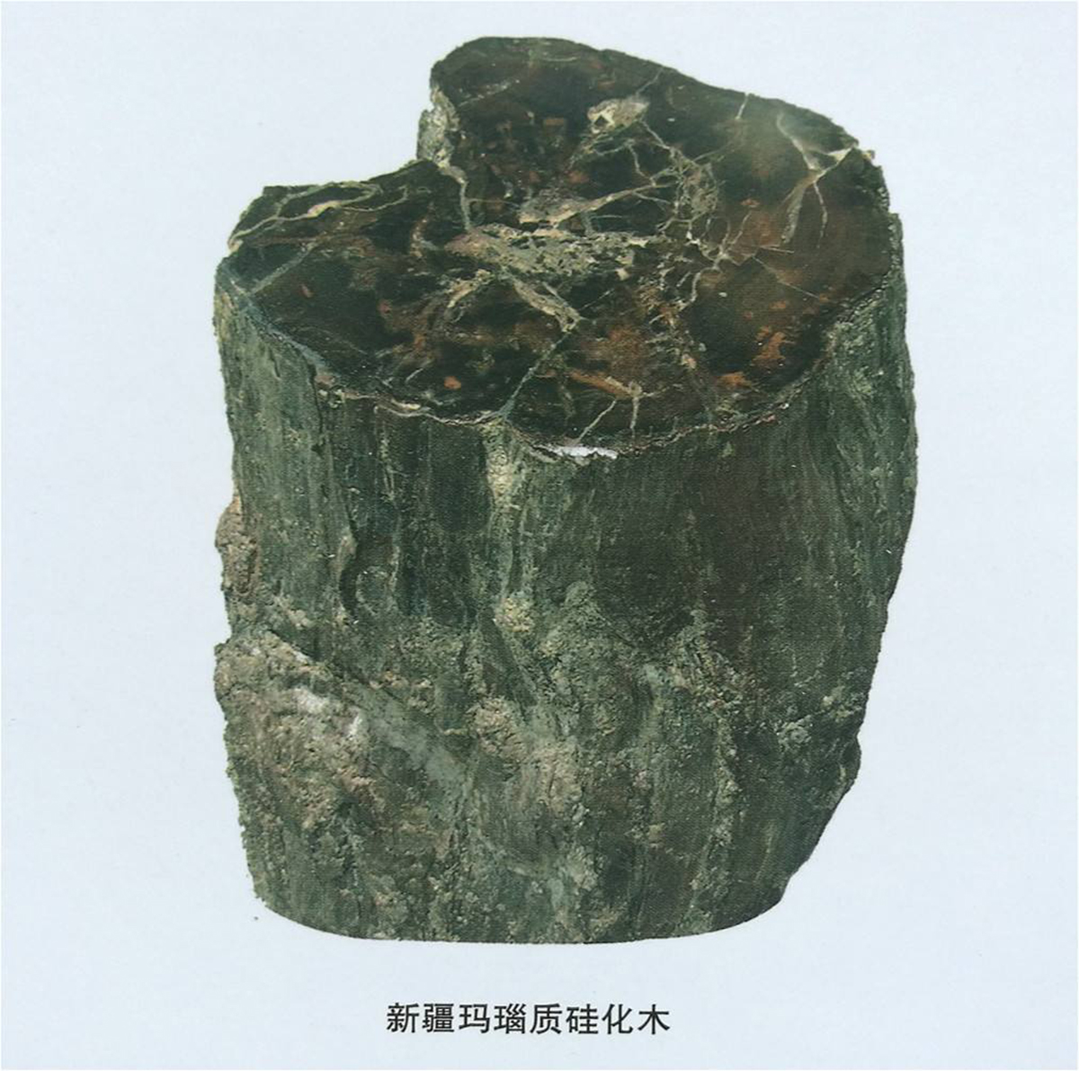 硅化木的原始树木,硅化木和树化石