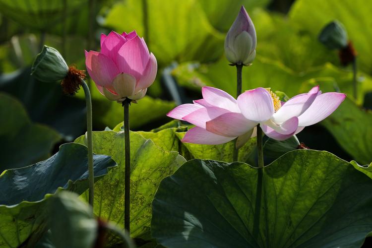 中国荷花和佛教的莲花,莲花和荷花哪个代表佛教