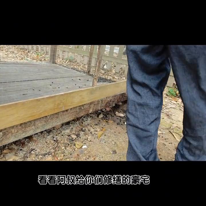 抓兔子的操作,如何高效率抓兔子