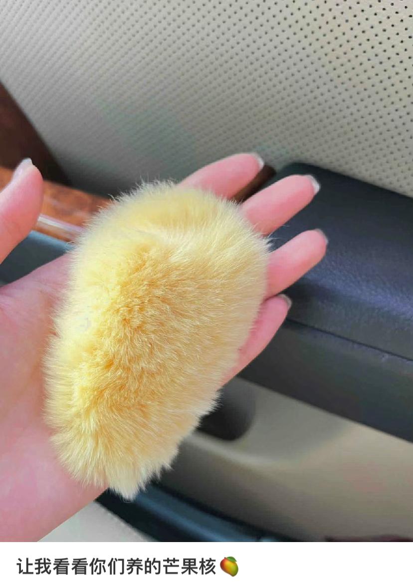 爆火！厦门流行养“芒狗”！网友：很怀疑他们的精神状态