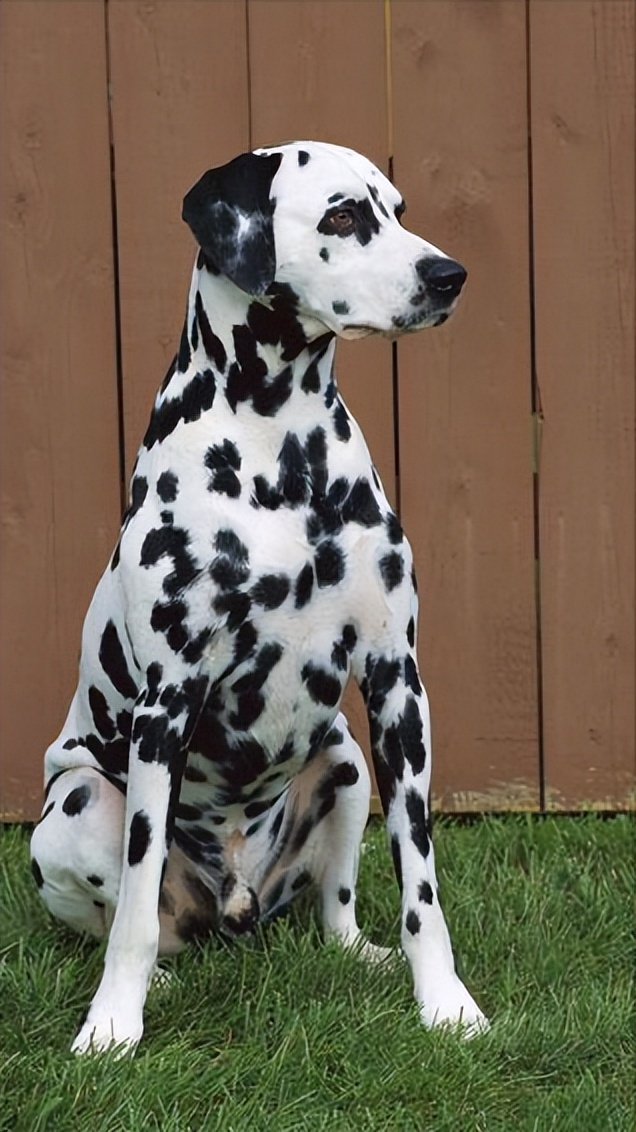 斑点狗为什么现在很少见,斑点狗这么可爱为什么很少人养