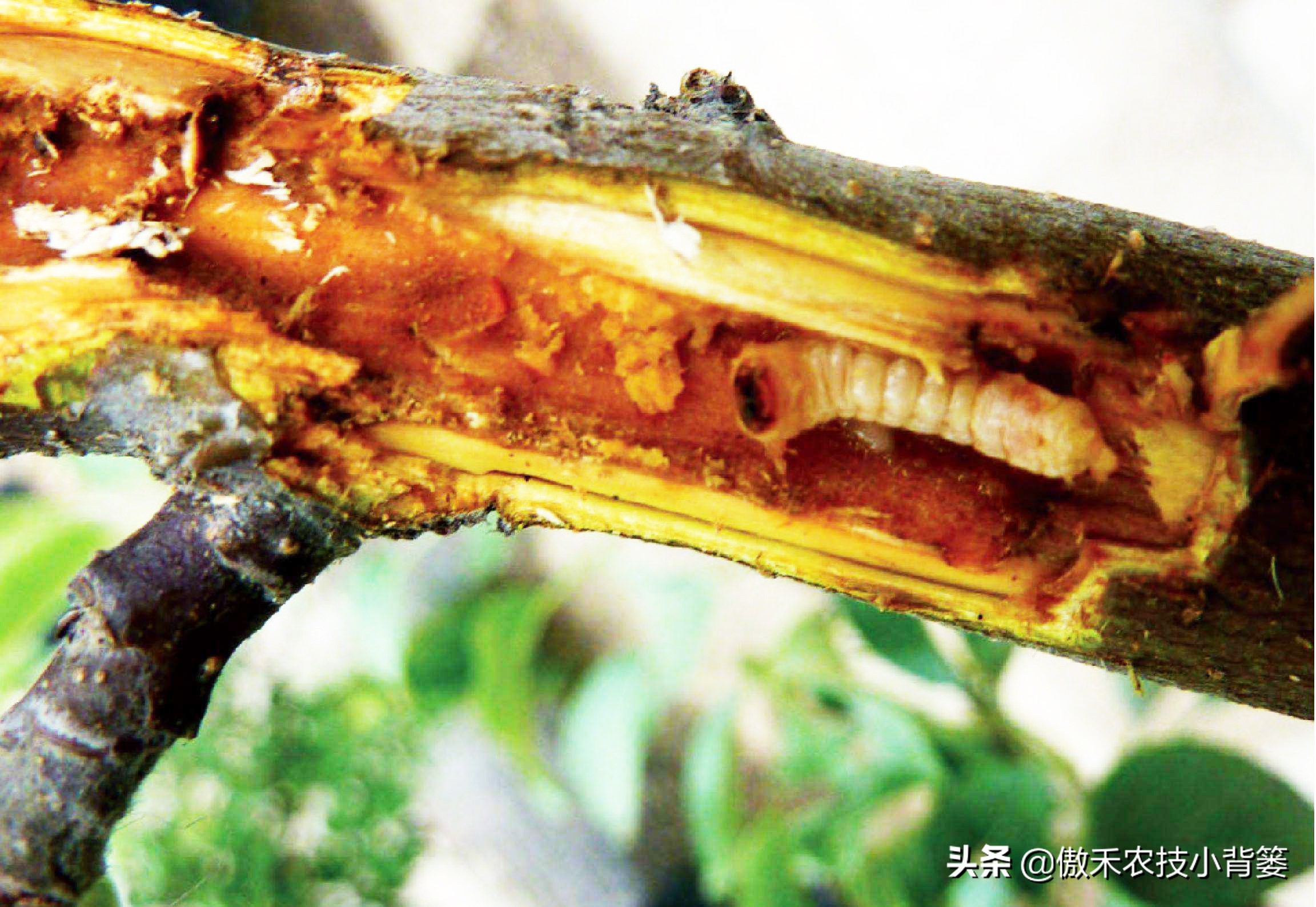 果树树干钻心虫用什么药效果好,芒果果树钻心虫用什么药最有效