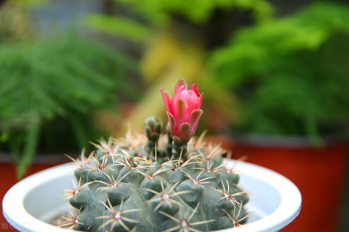 开花的仙人掌有哪几种图片,仙人掌在春季开花还是夏季开花
