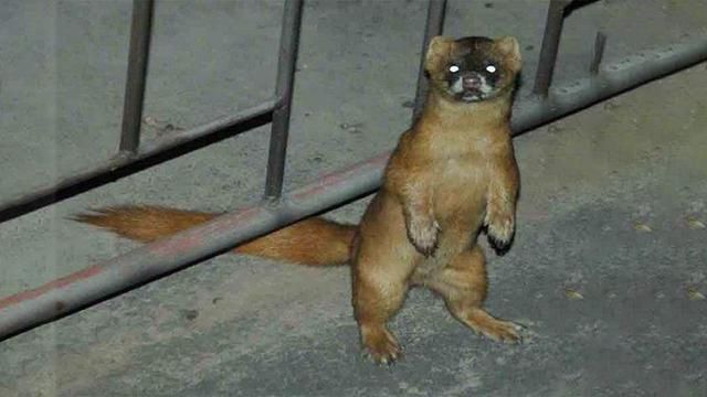 黄鼠狼在超市偷东西,黄鼠狼进超市偷东西