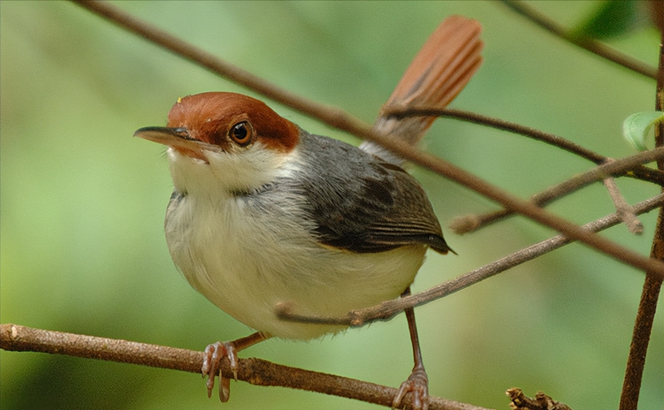 鸟儿大全高清图,高清珍稀鸟动态图片大全