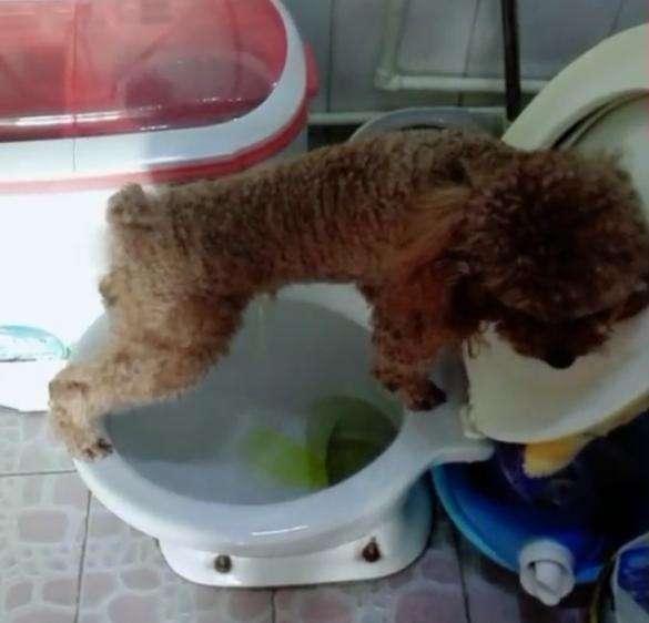 泰迪犬怎样训练大小便,泰迪犬大小便训练