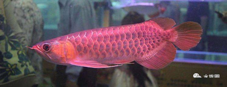 龙鱼的饲养方法和注意事项大全,龙鱼饲养问题