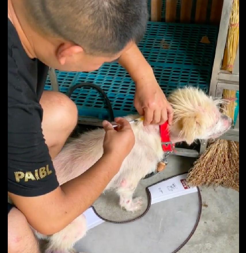 狗狗多次被弃养自卑,狗狗被领养后又接了回去