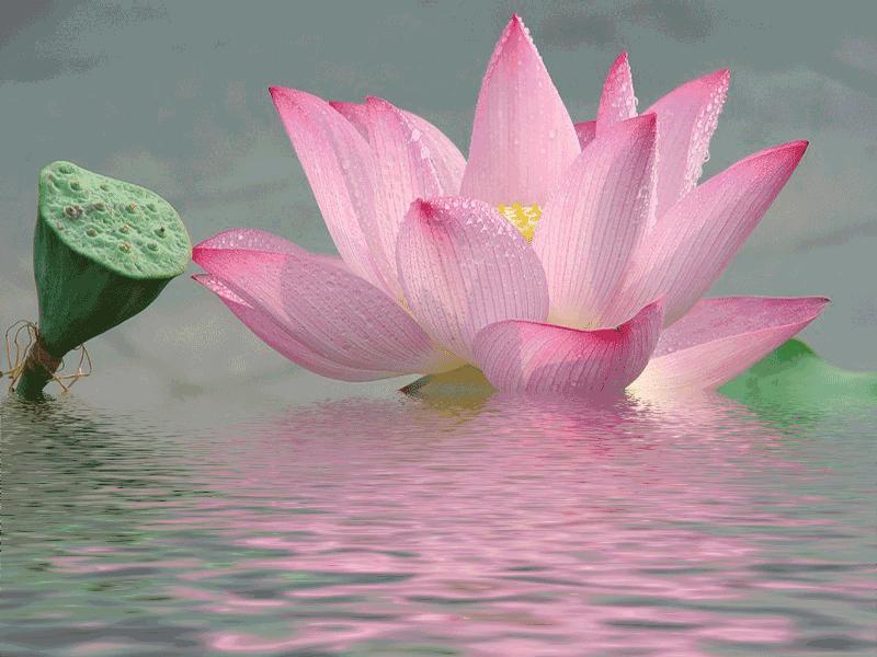 荷花的各种雅称大全,诗词中的荷花代表什么