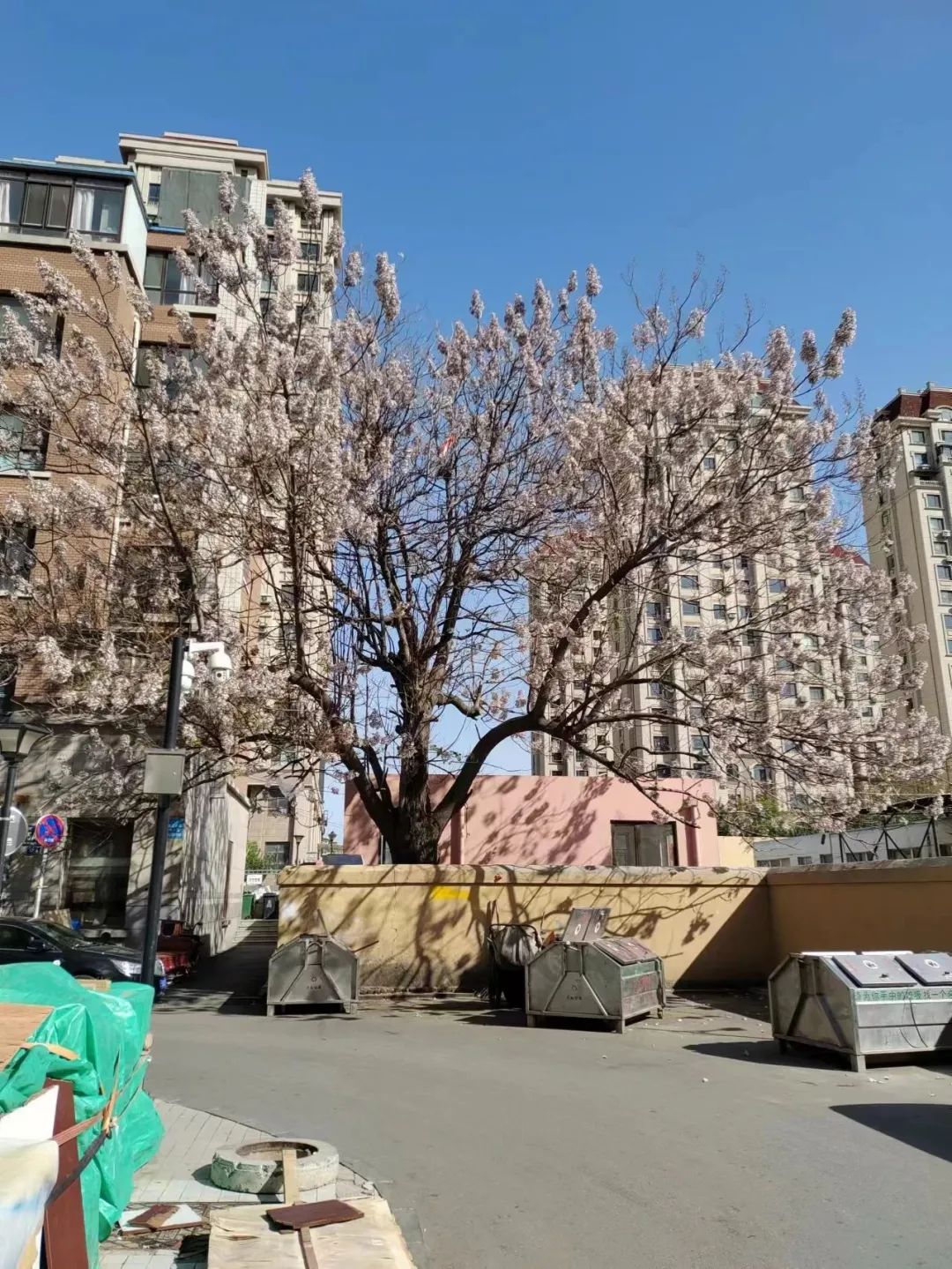 院子里的泡桐树,小区种的柏树