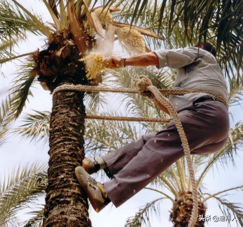 AllAbout椰枣，阿拉伯人的灵魂伴侣！附赠椰枣选品指南