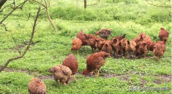 脱贫致富项目大全,脱贫致富行业新门路45个