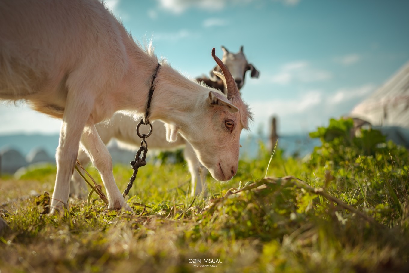 去新疆发现伊犁的美,世界之美尽在伊犁