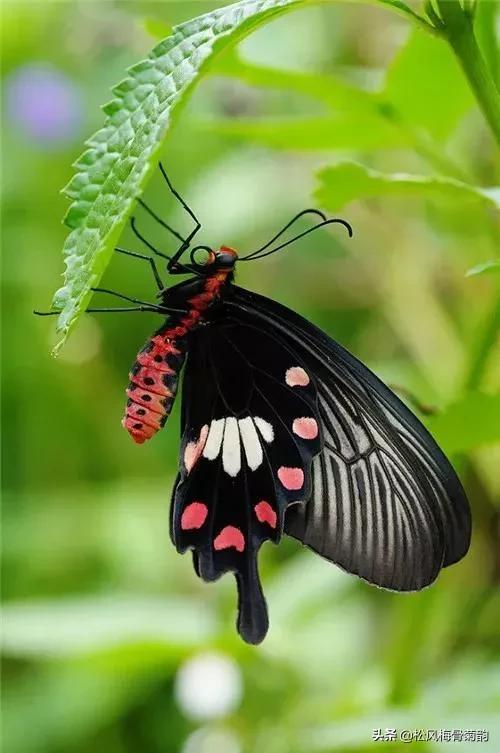 花儿朵朵开，香艳惹人爱，闻香觅花来，弄花香满衣
