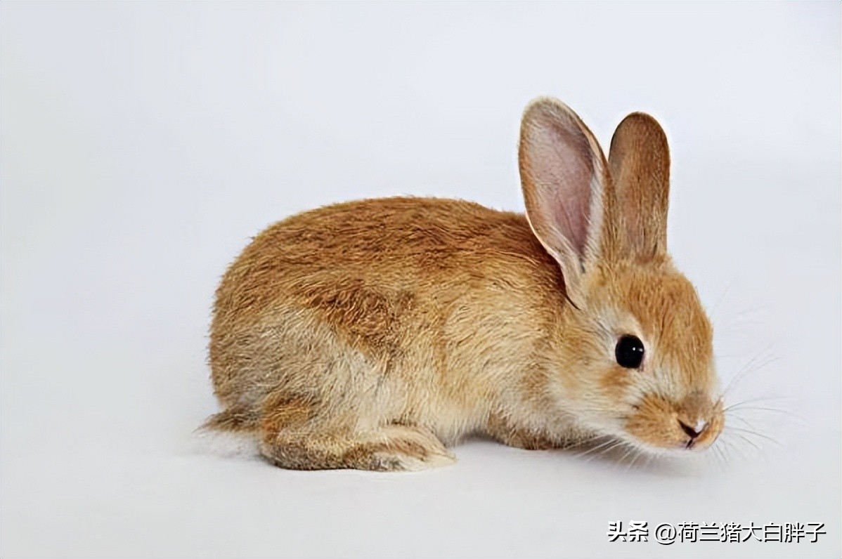 饲养宠物兔要注意哪些问题,饲养宠物兔的条件