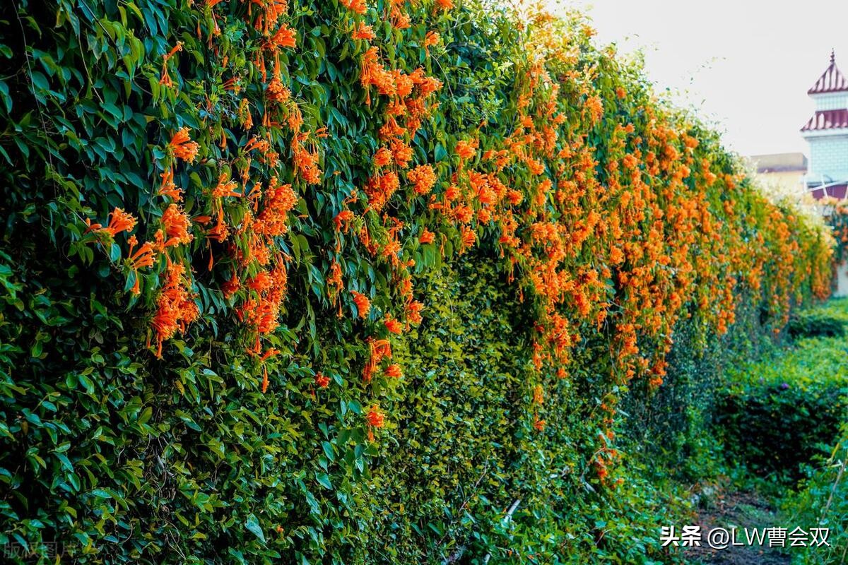 含情凝睇谢君王怎么读,含情凝睇谢君王赏析