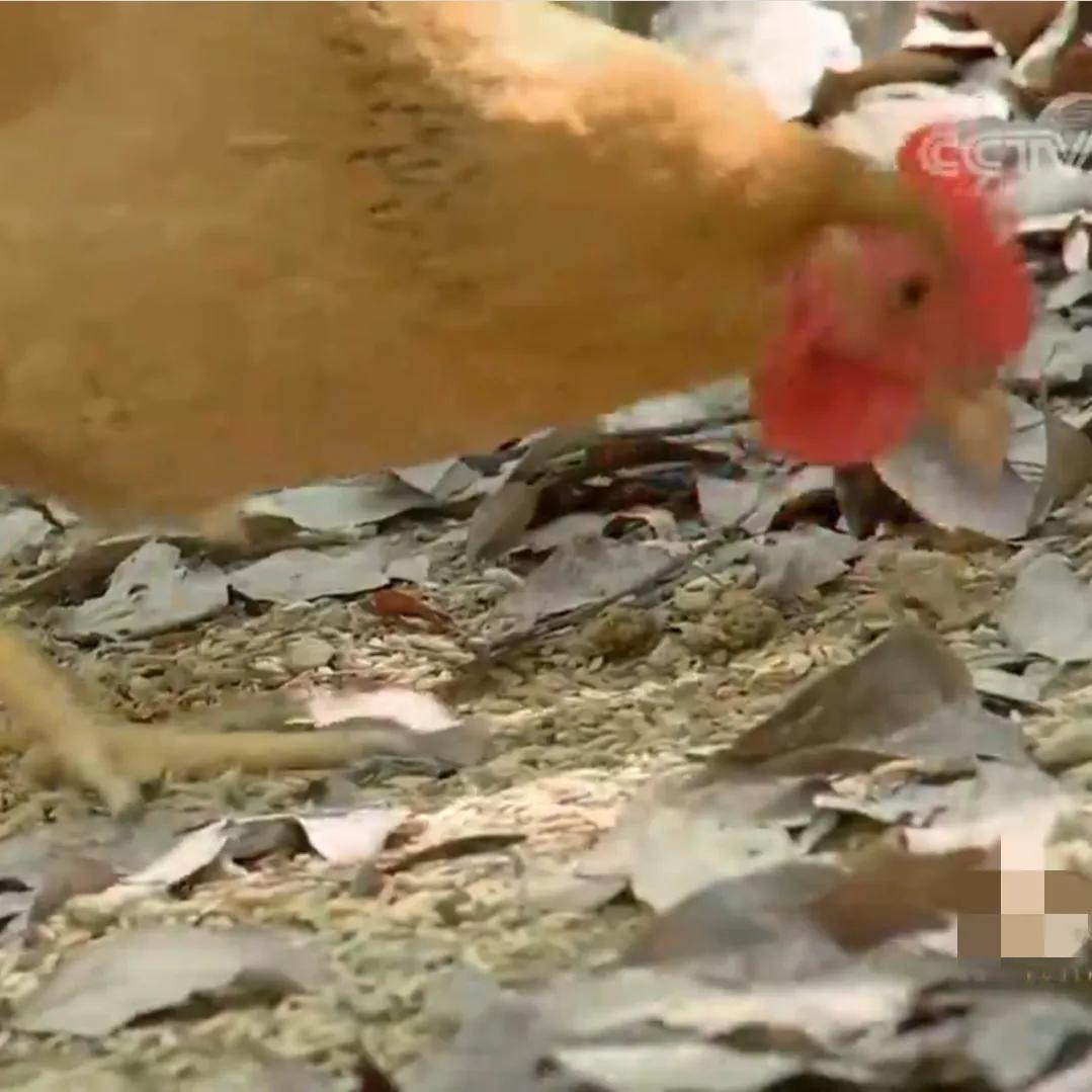 湖南女子投资180万开农庄日入2位数,如今靠柴火鸡年销售额1000万