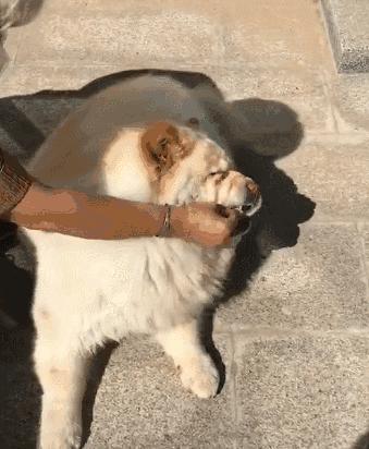 这几种食物对狗狗来说越吃越伤身,狗狗常吃这些食物身体倍儿棒