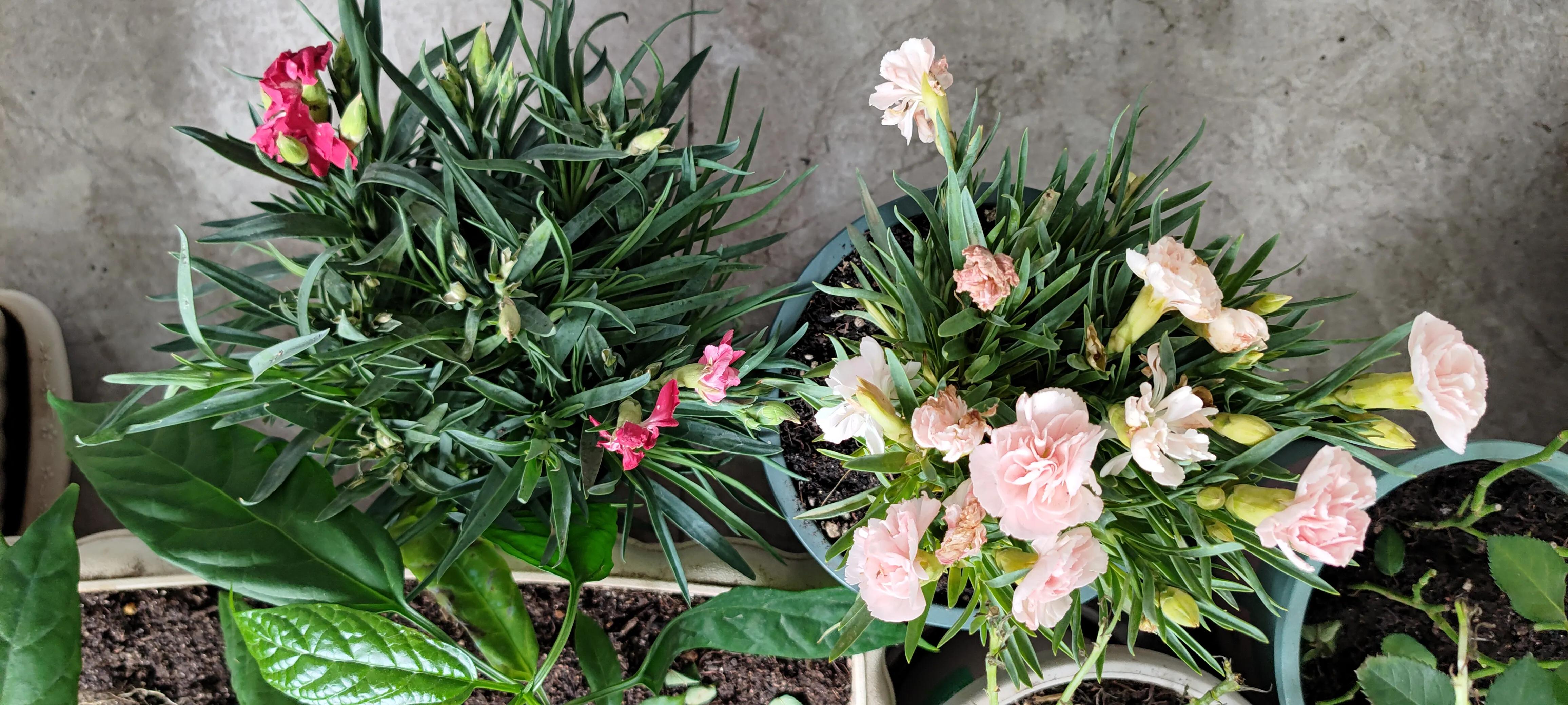 怎样用康乃馨种子种康乃馨,康乃馨的种子为什么长得那么慢