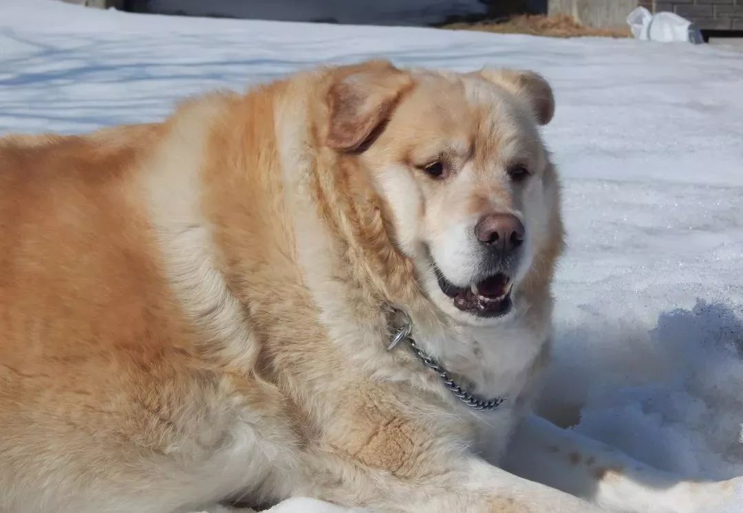 金毛拉布拉多柯基哪个适合新手养,老人适合养金毛还是拉布拉多